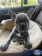 Vehicle Image Preview