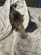 New 2023  Ford F-150 Lightning LARIAT 4WD SuperCrew Standard at Promax Automotive near Bettendorf, IA