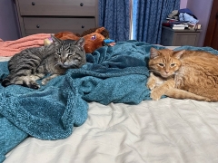 New 2023  Ford F-150 Lightning LARIAT 4WD SuperCrew Standard at Promax Automotive near Bettendorf, IA