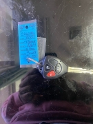 Used 2007  Toyota RAV4 4d SUV AWD (V6) at Ideal Cars Llc near Mesa, AZ